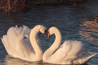 zwanen liefde (cc).jpg